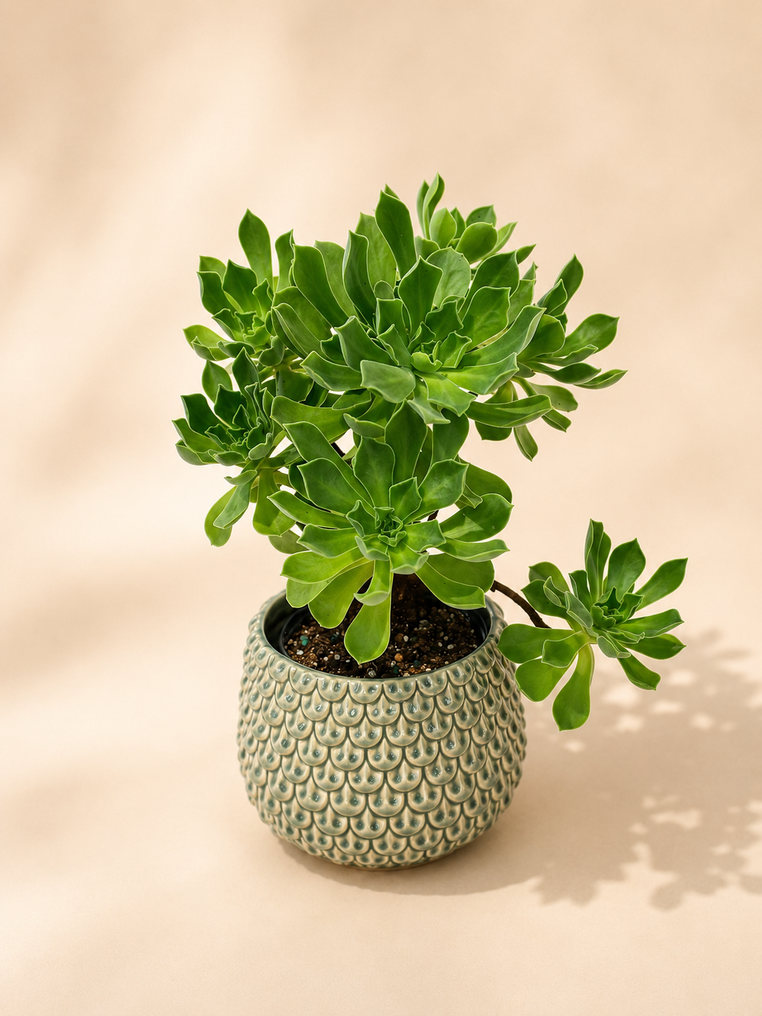 Aeonium Tree Succulent in Textured Pot