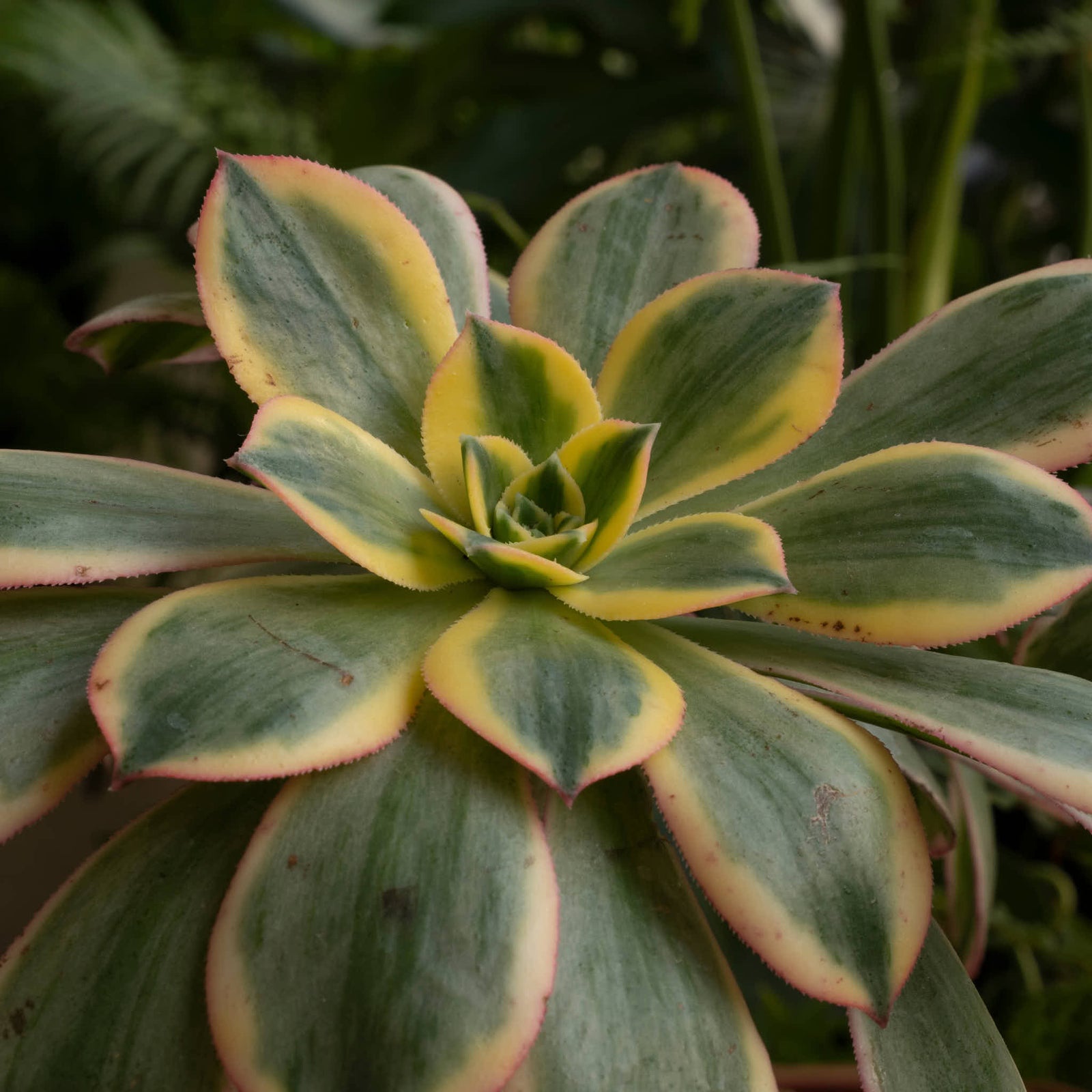 Copper Pinwheel