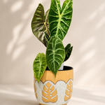 Alocasia ‘Frydek’ – Green Velvet Alocasia