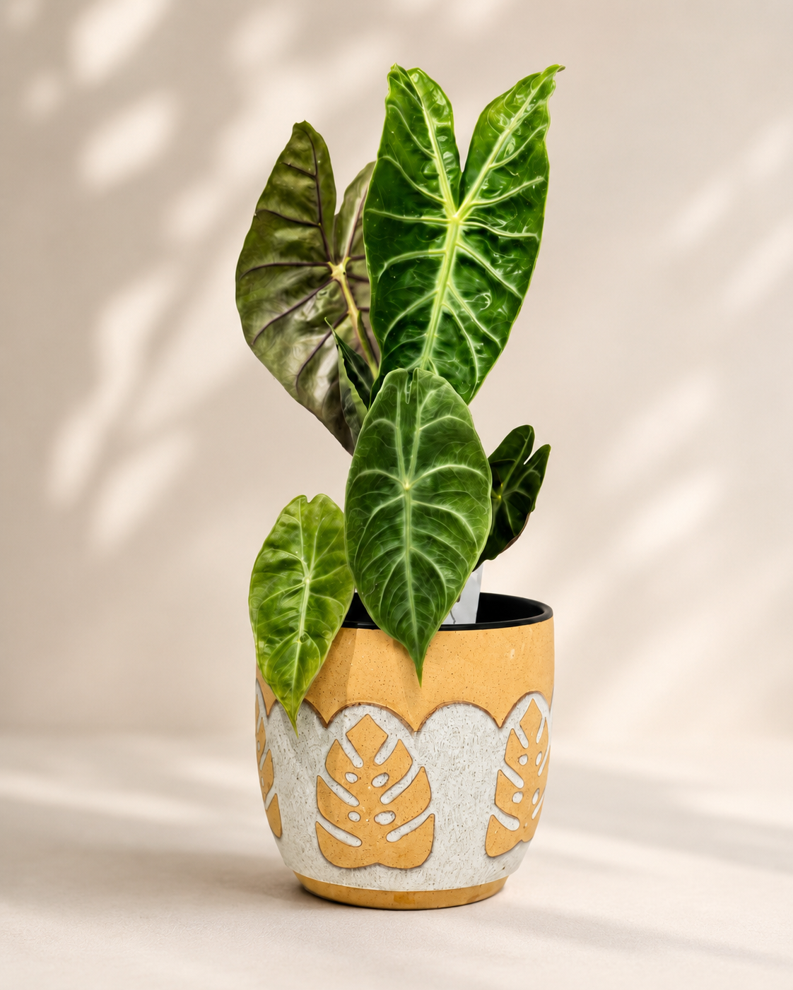 Alocasia ‘Frydek’ – Green Velvet Alocasia