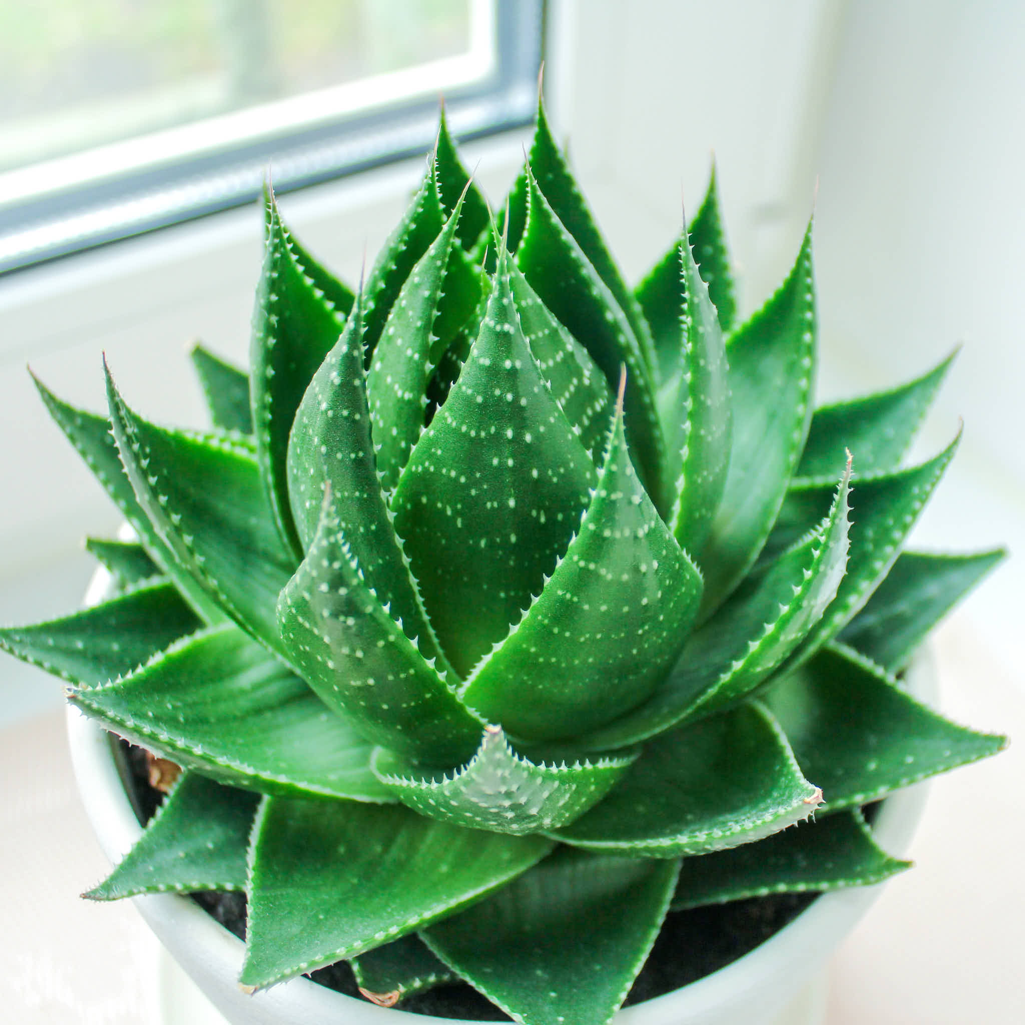 Aloe Cosmo