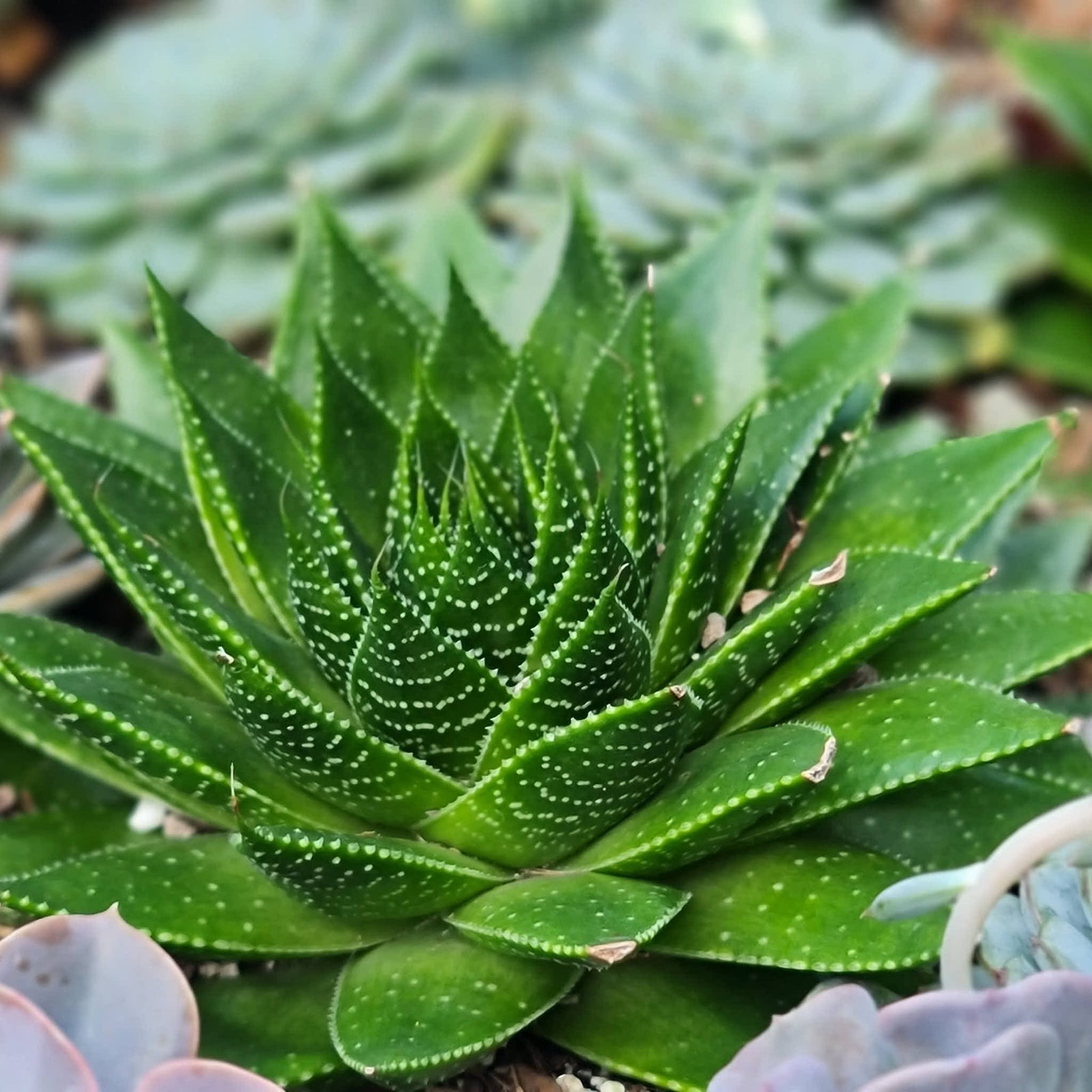 Aloe Cosmo