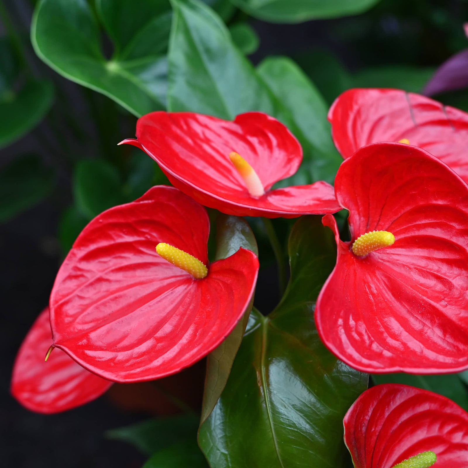 Anthurium