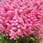 Astilbe Honky Tonk