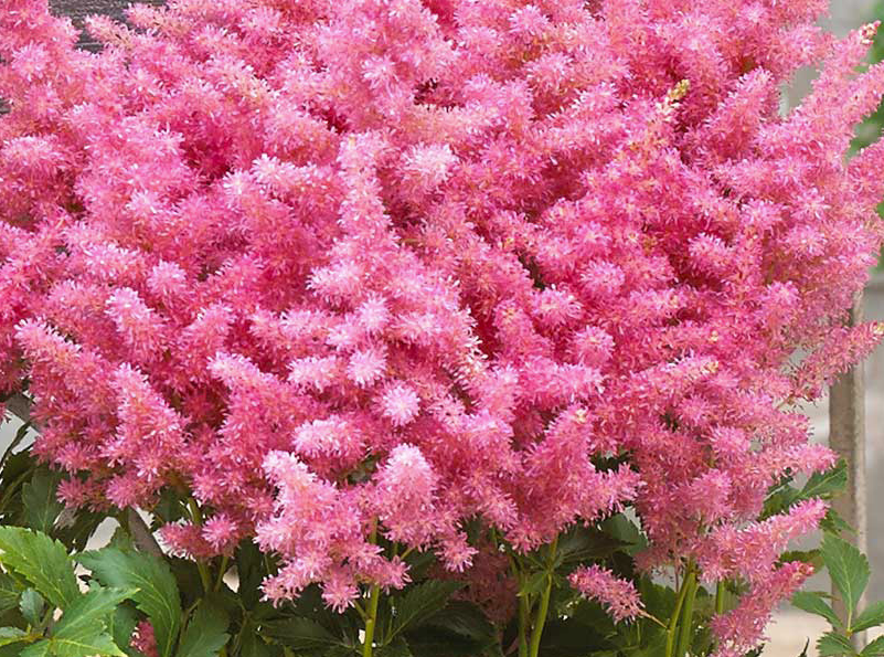 Astilbe Honky Tonk