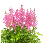 Astilbe chinensis 'Vision in Pink'