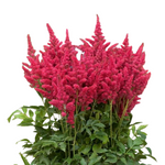 Astilbe x arendsii Short n Sweet 'Fireberry'