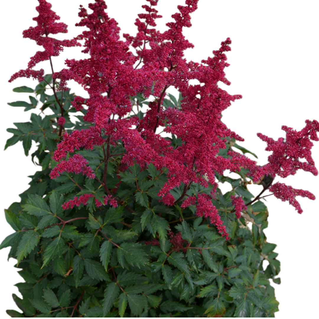 Astilbe x arendsii 'Fanal'