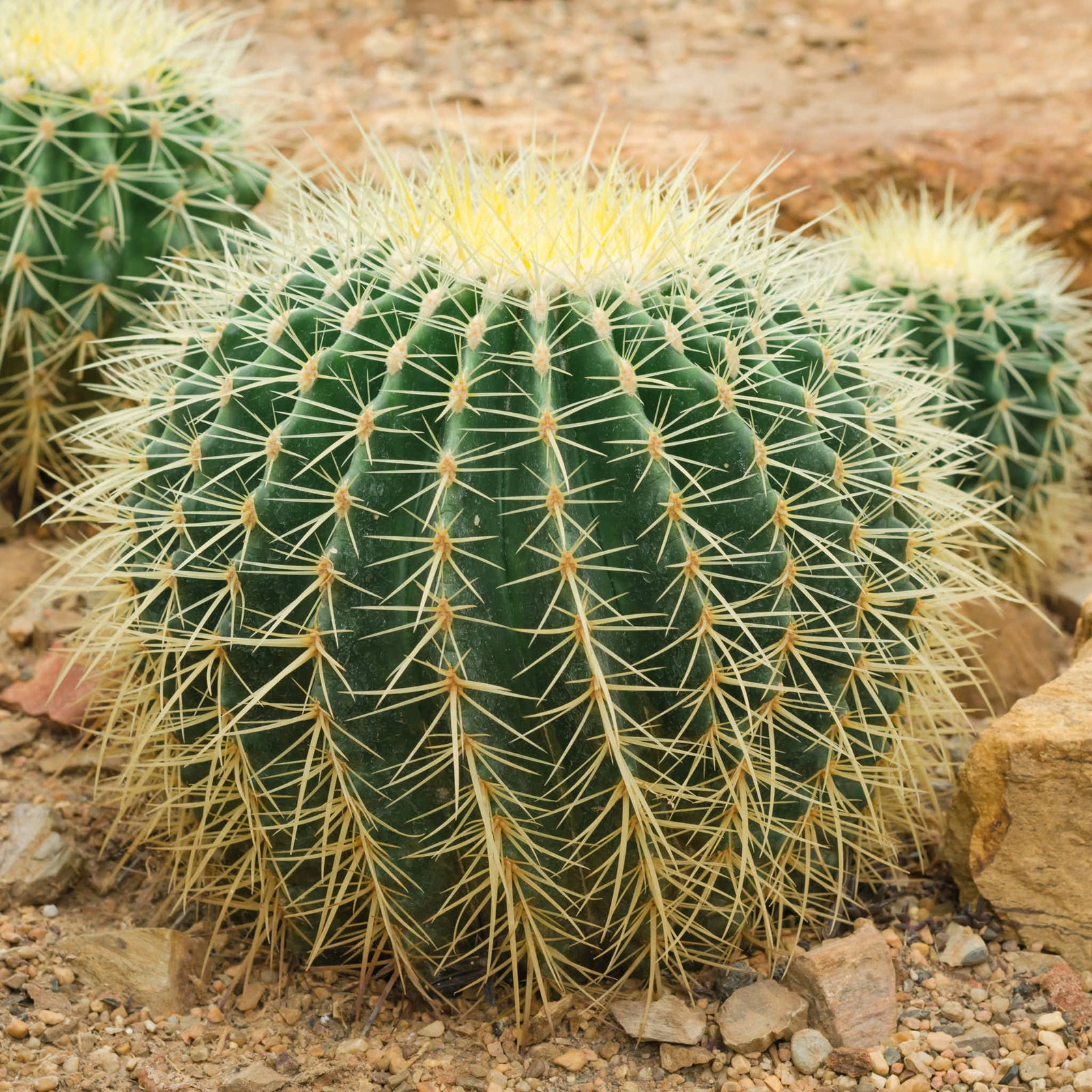 Barrel Cactus