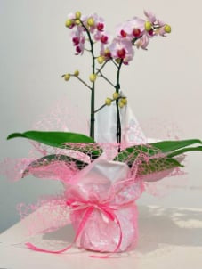 Blush Harmony Orchid