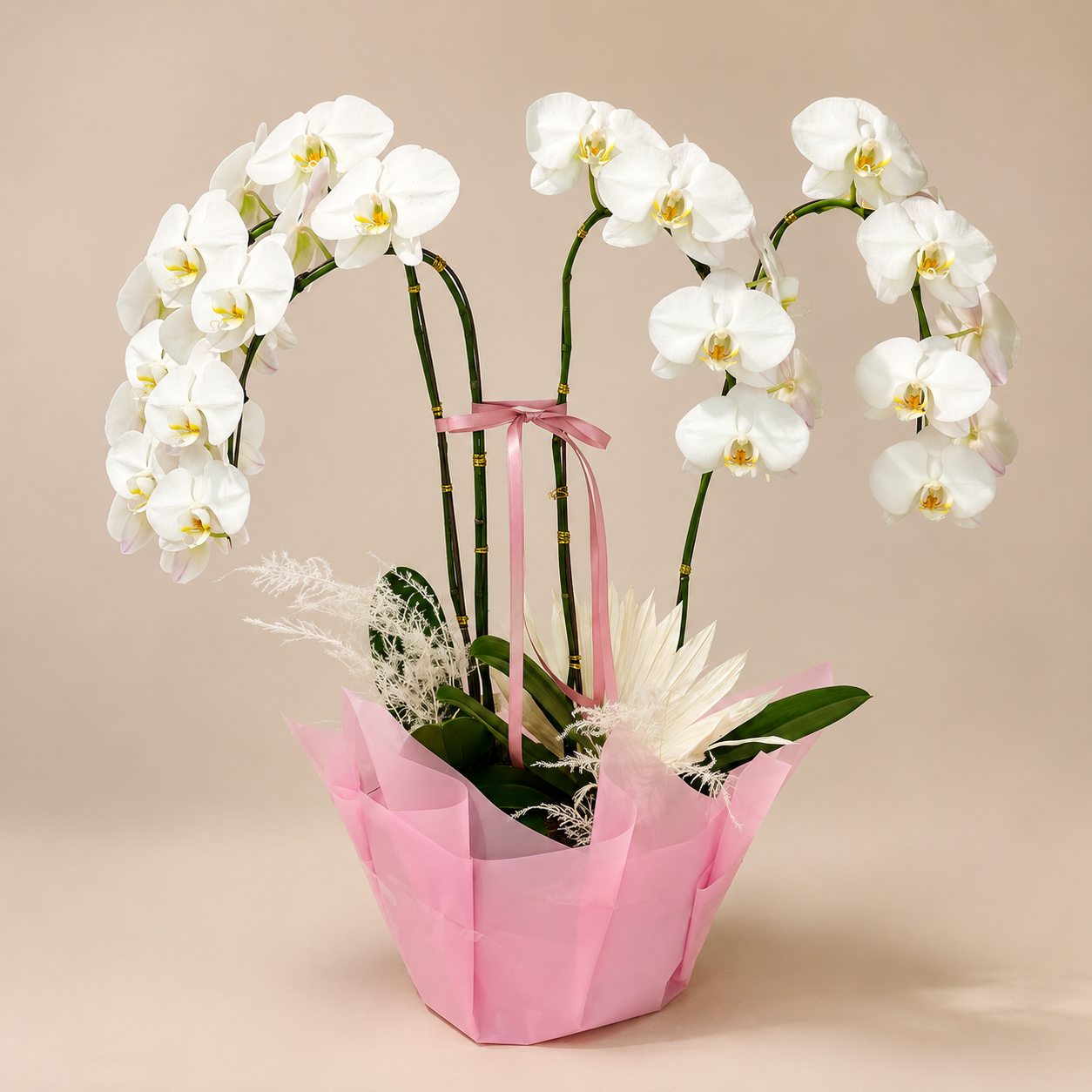 Blush Orchid Arrangements Wrapped