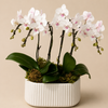 Blush Whisper Orchid Garden