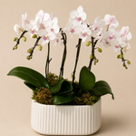 Blush Whisper Orchid Garden