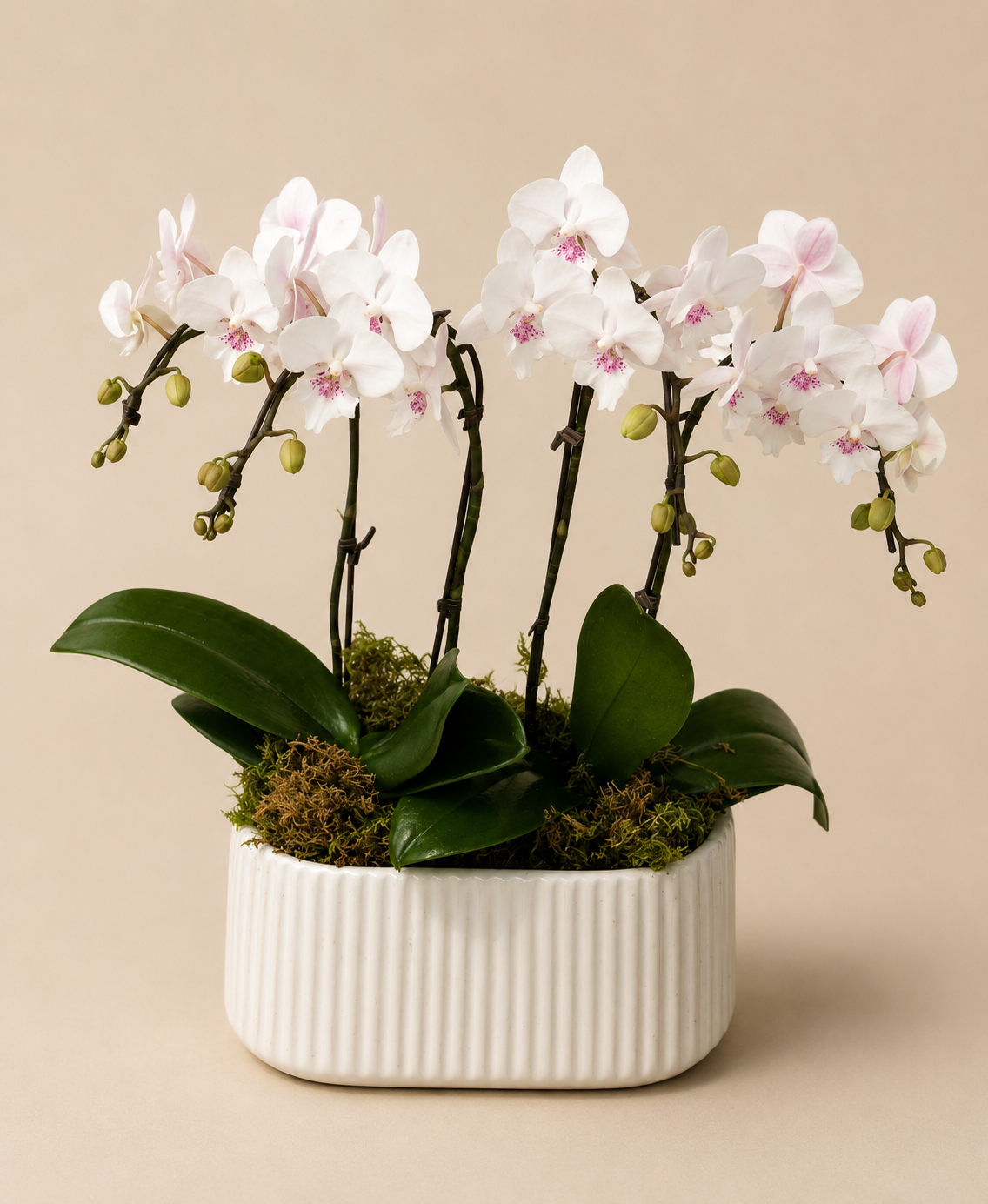 Blush Whisper Orchid Garden
