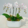 Blush Whisper Orchid Garden