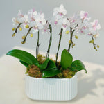 Blush Whisper Orchid Garden
