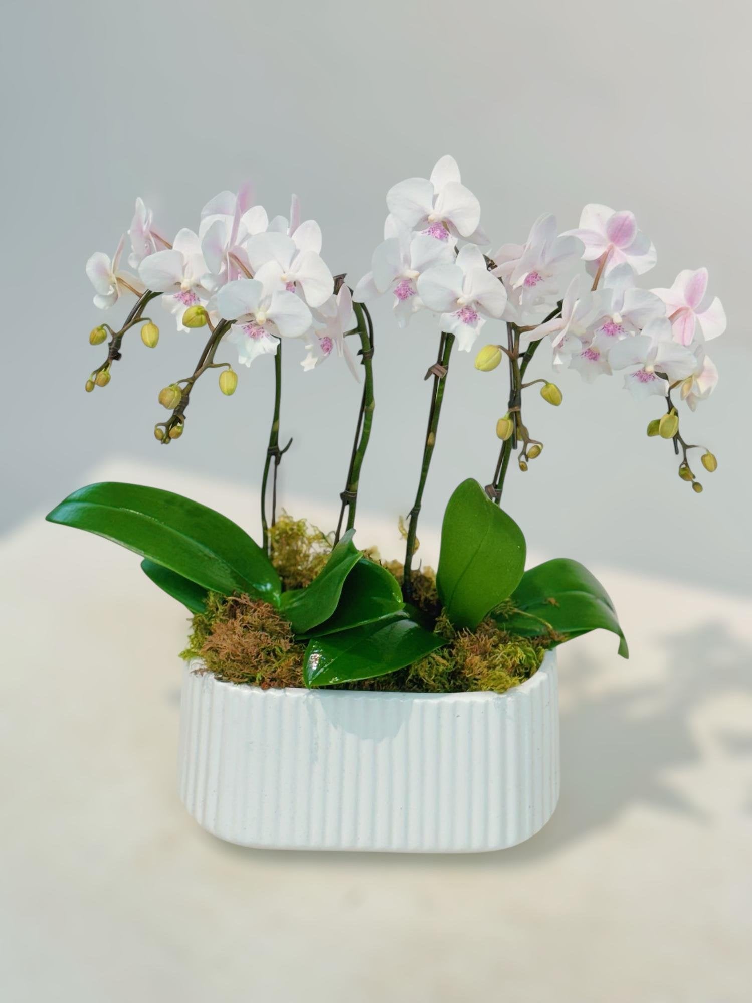 Blush Whisper Orchid Garden