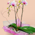 Blushing Pearl Orchid