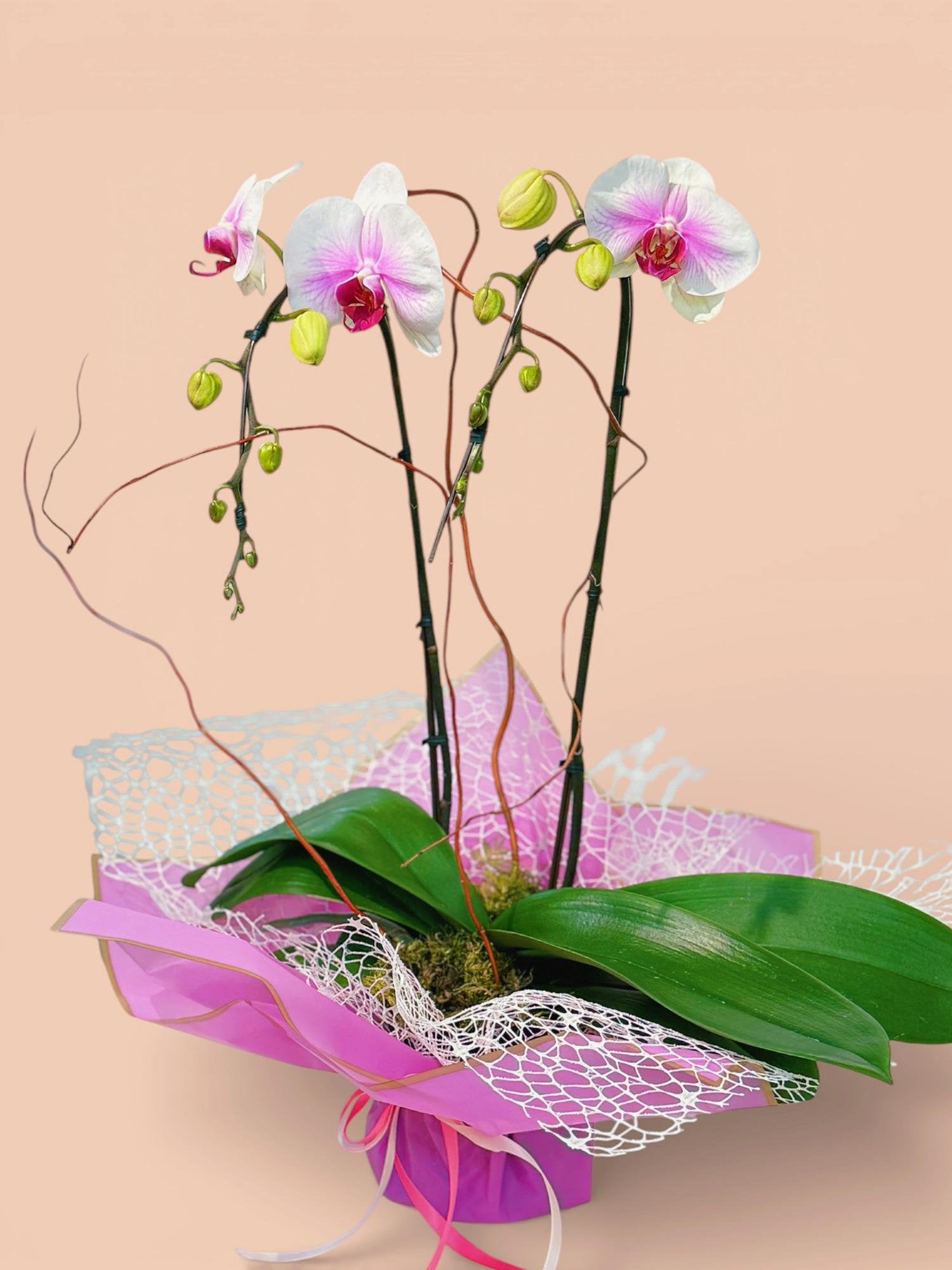 Blushing Pearl Orchid