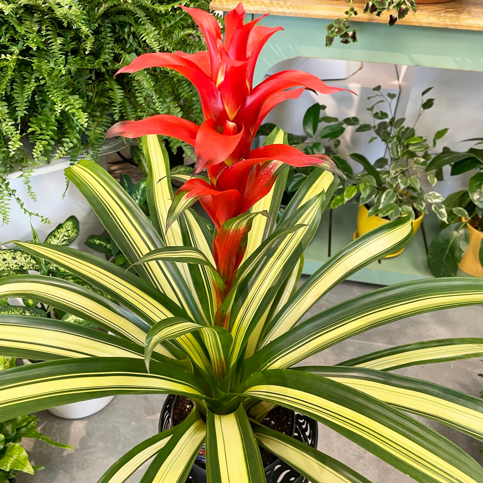 Bromeliad-Guzmania Georgia