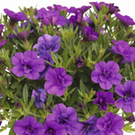 Calibrachoa Superbells Double Blue