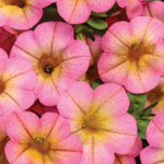 Calibrachoa Superbells Honeyberry