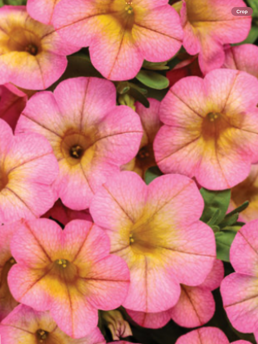 Calibrachoa Superbells Honeyberry