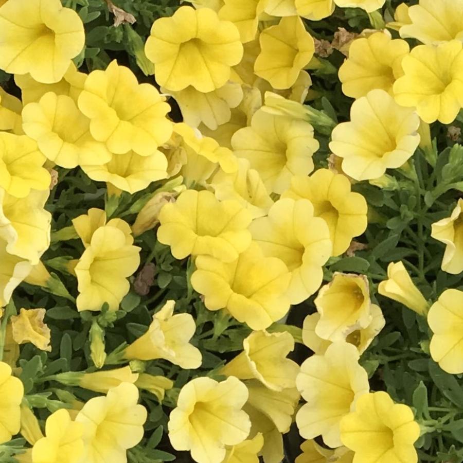 Calibrachoa Superbells Yellow