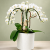 Cascading White Orchid Elegance