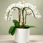 Cascading White Orchid Elegance