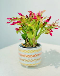 Christmas Cactus