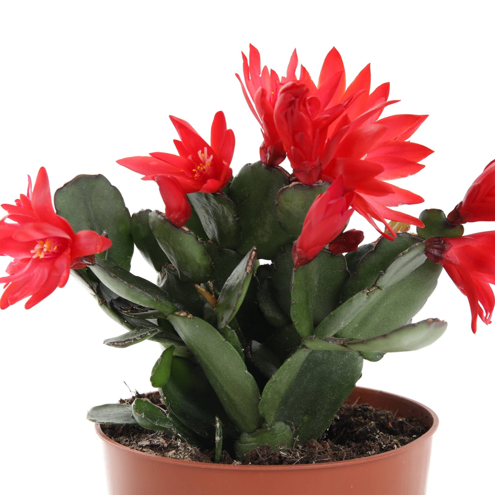 Christmas Cactus