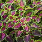 Coleus