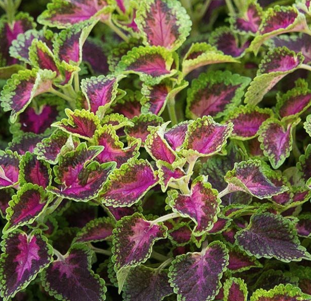 Coleus