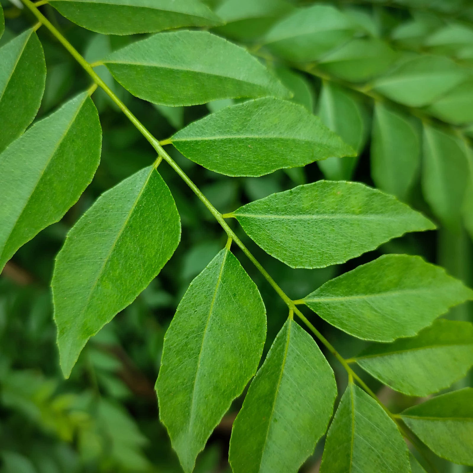 Curry Plant