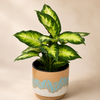 Dieffenbachia - Dumb Cane