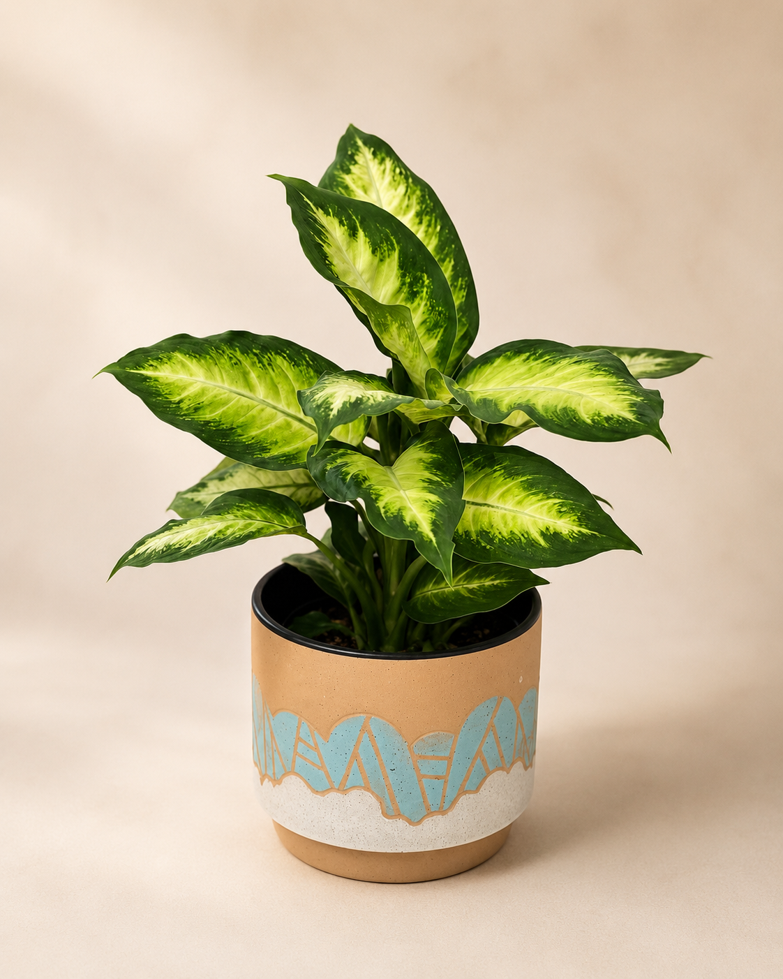 Dieffenbachia - Dumb Cane