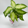 Dieffenbachia