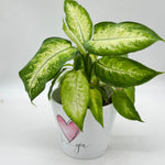 Dieffenbachia
