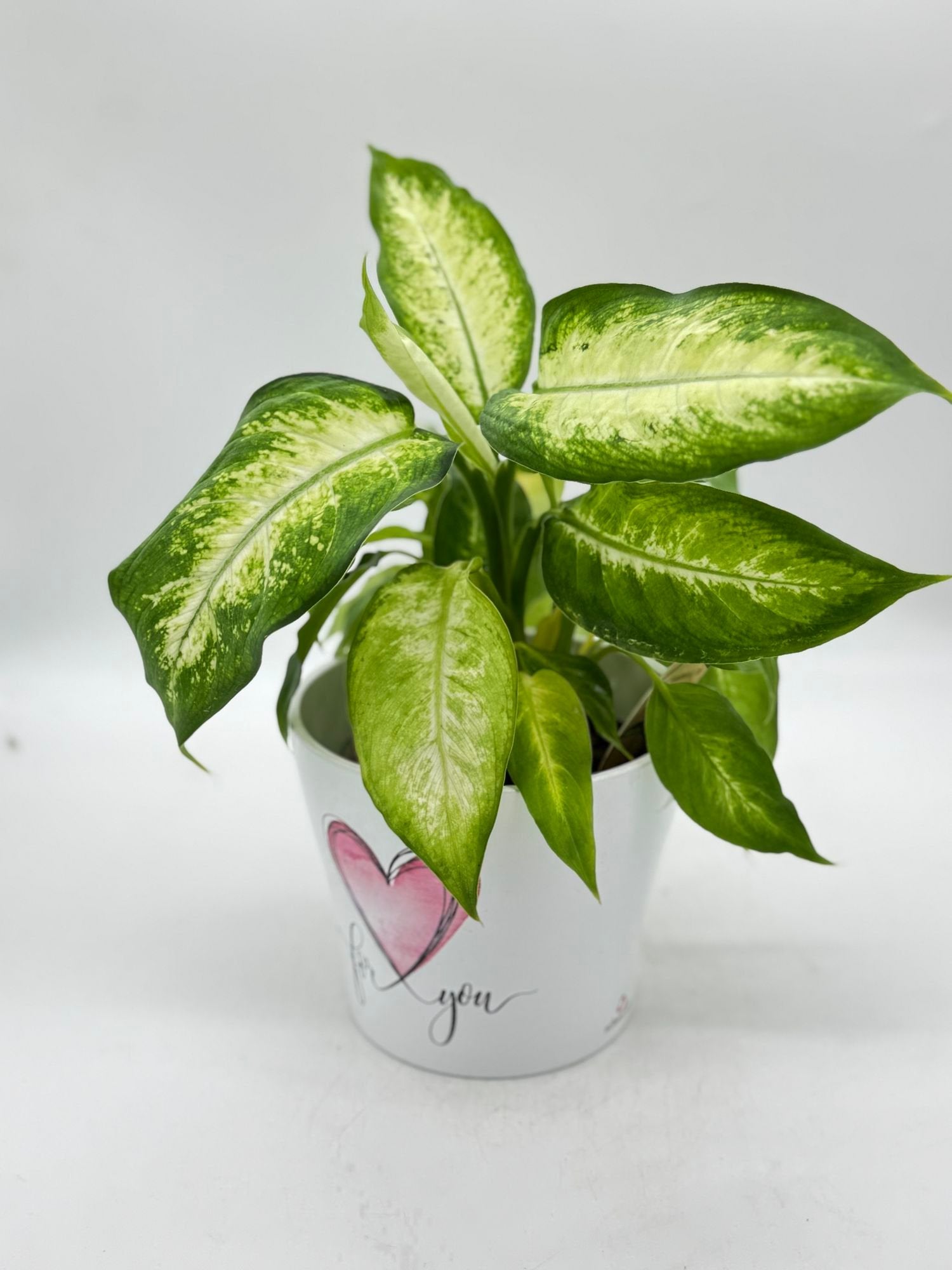 Dieffenbachia