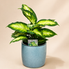 Dieffenbachia ‘Camille’