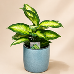 Dieffenbachia ‘Camille’