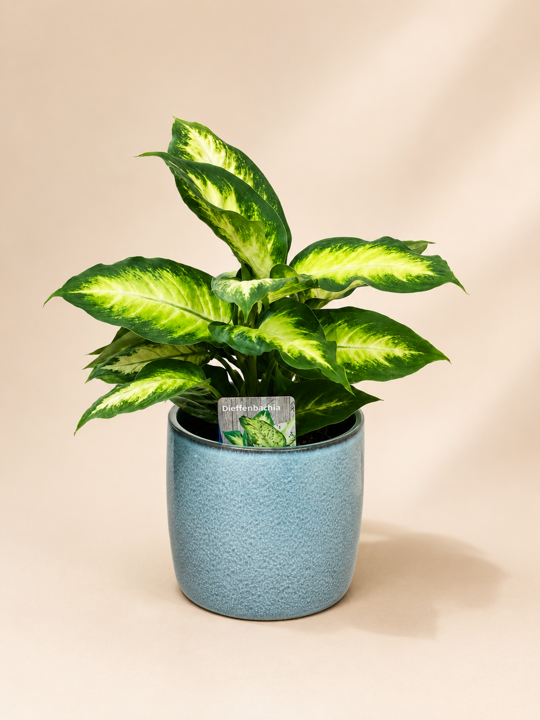 Dieffenbachia ‘Camille’