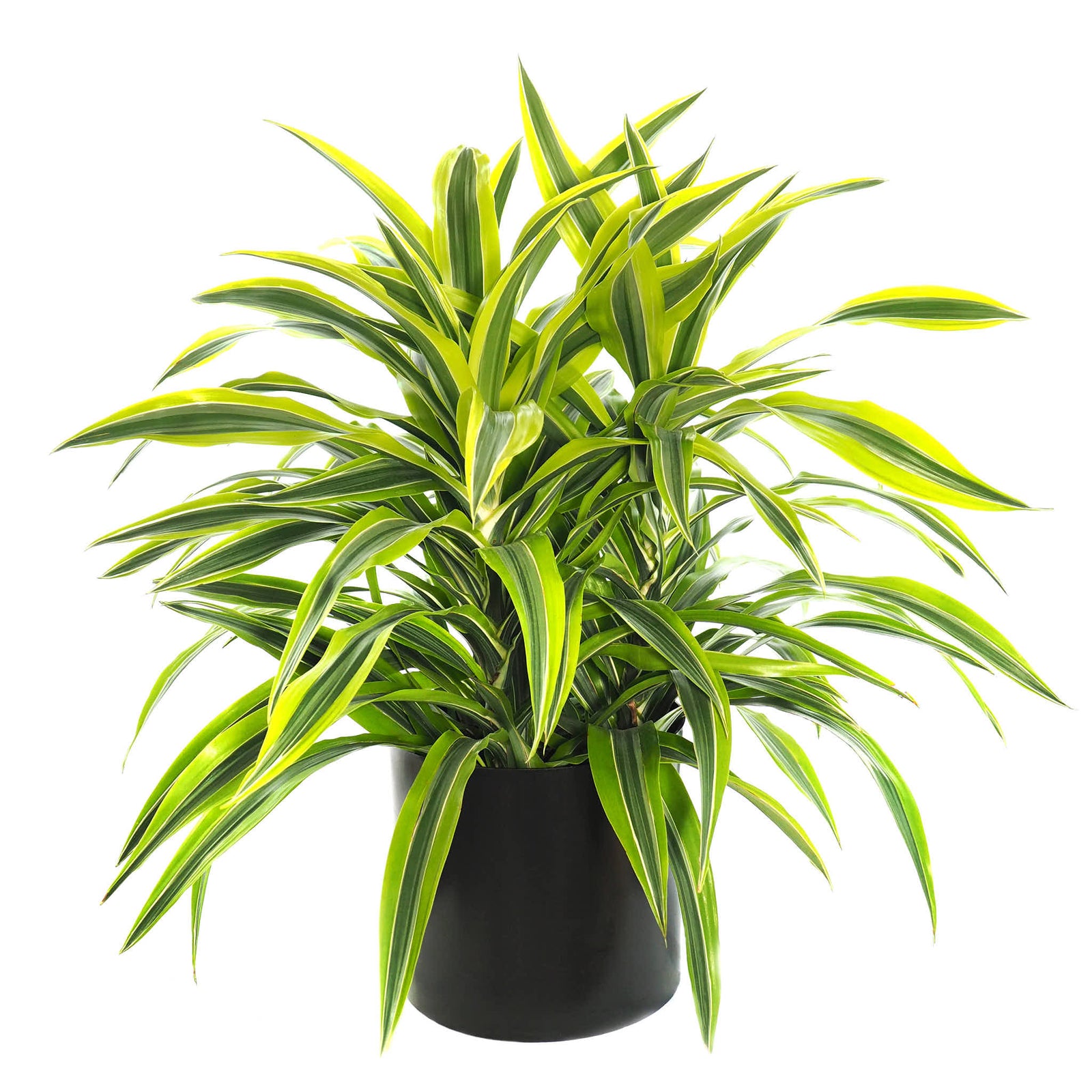 Dracaena-Lemon Lime