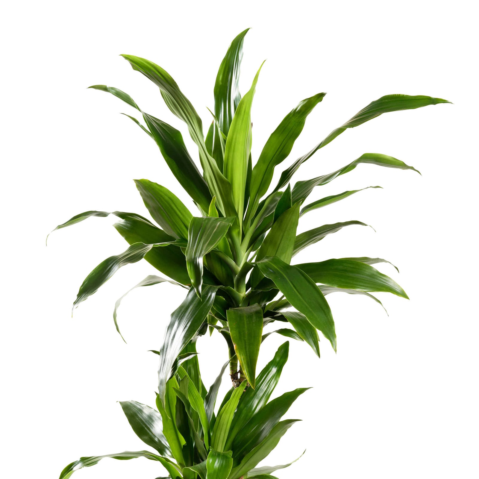 Dracaena Janet Craig