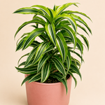 Dracaena 'Lemon Surprise'