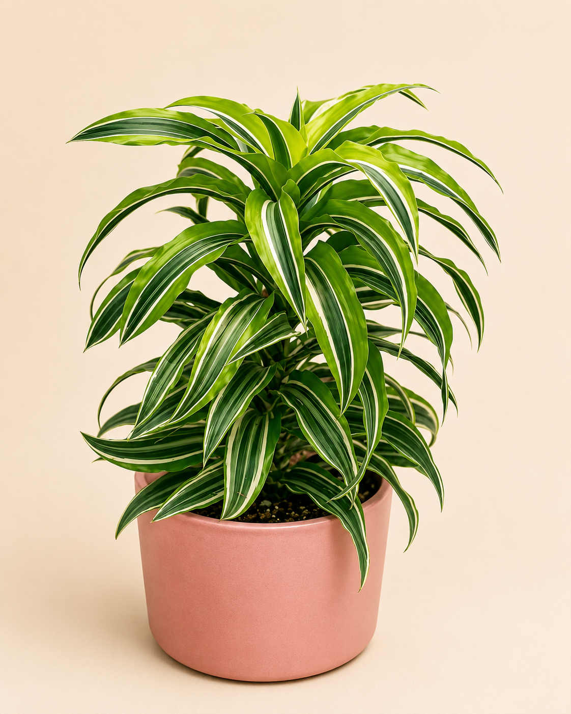 Dracaena 'Lemon Surprise'