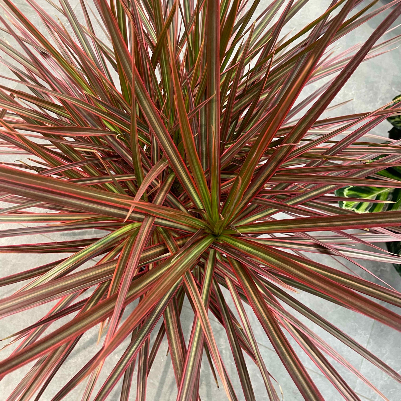 Dracaena marginata 'Colorama'