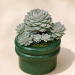 Echeveria Succulent Arrangement in Green Pot