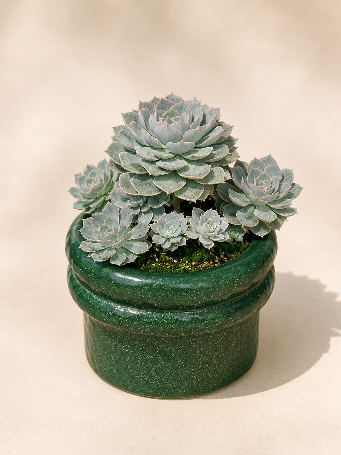 Echeveria Succulent Arrangement in Green Pot